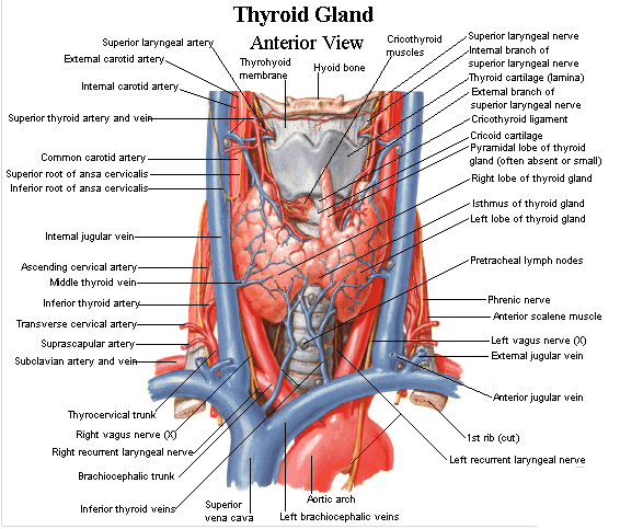 Anatomía de tiroides y sus patologías mas comunes – Ximenacardenasramos23