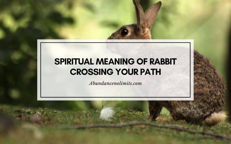 Spiritual meaning of rabbit crossing your path