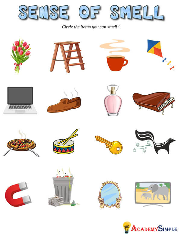 Sense of smell worksheet #1