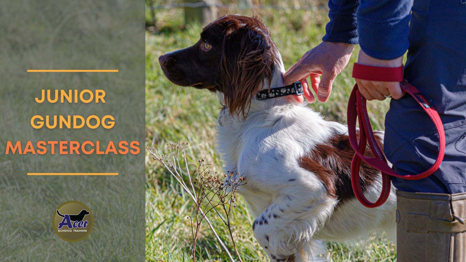 1 Handler + 1 Dog - Acer Gundog Training