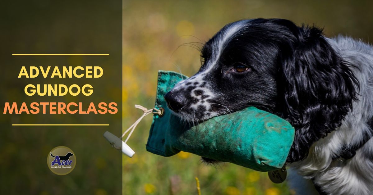 1 Handler + 1 Dog - Acer Gundog Training