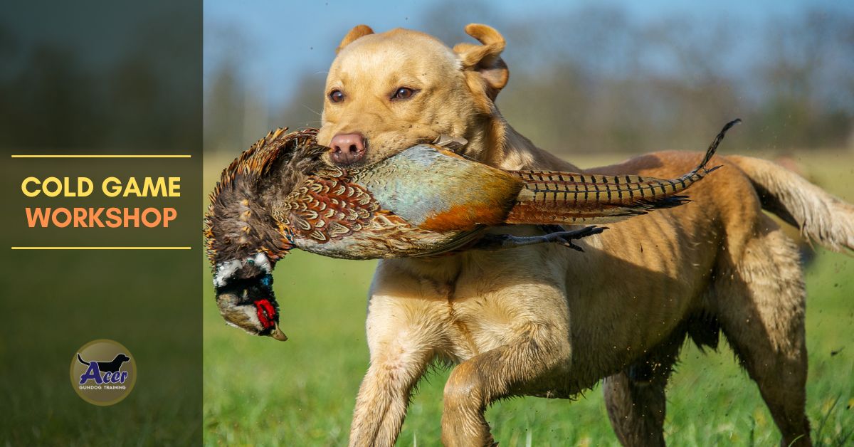 1 Dog + 1 Handler - Acer Gundog Training