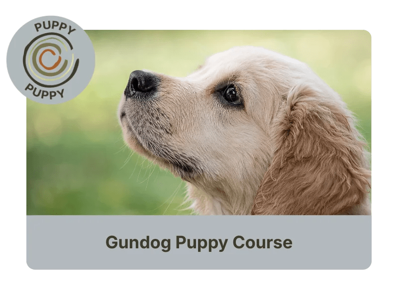 Acer Gundog training