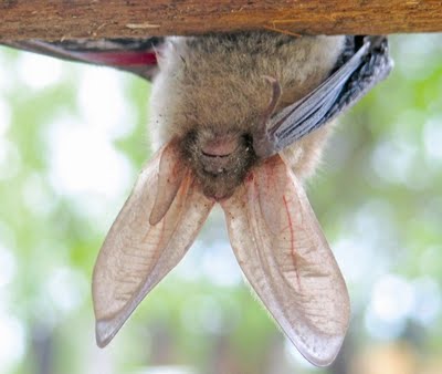 Bat Survey