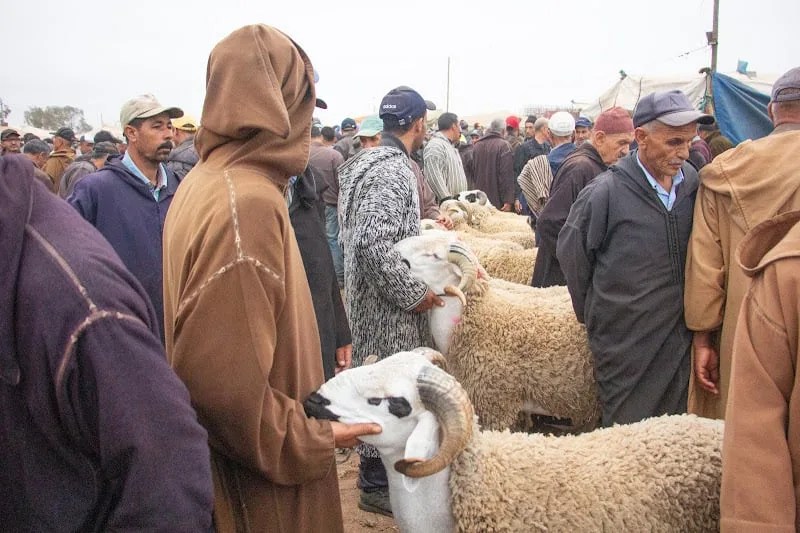 مجلس المنافسة يبدي موقفه في إجراءات الحكومة لمحاصرة “الشناقة”
