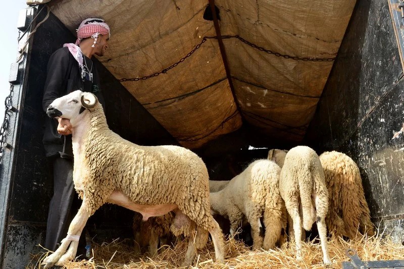 حملة توقيف ”شناقة” أضاحي العيد تصل إلى فاس