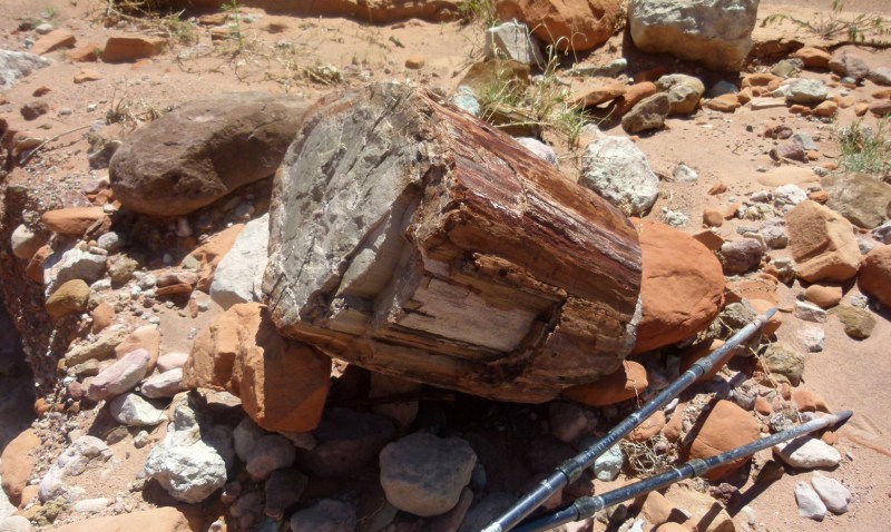 Petrified wood in East Moody Canyon