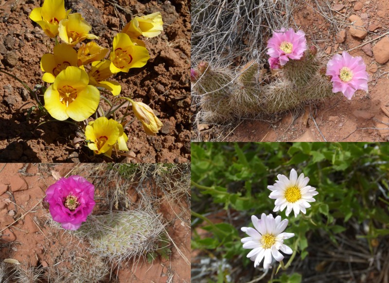 Spring blooms in the desert