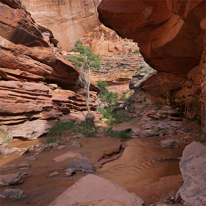 Lower Coyote Gulch
