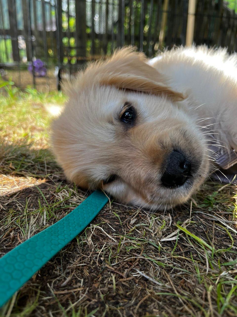 cucciolo