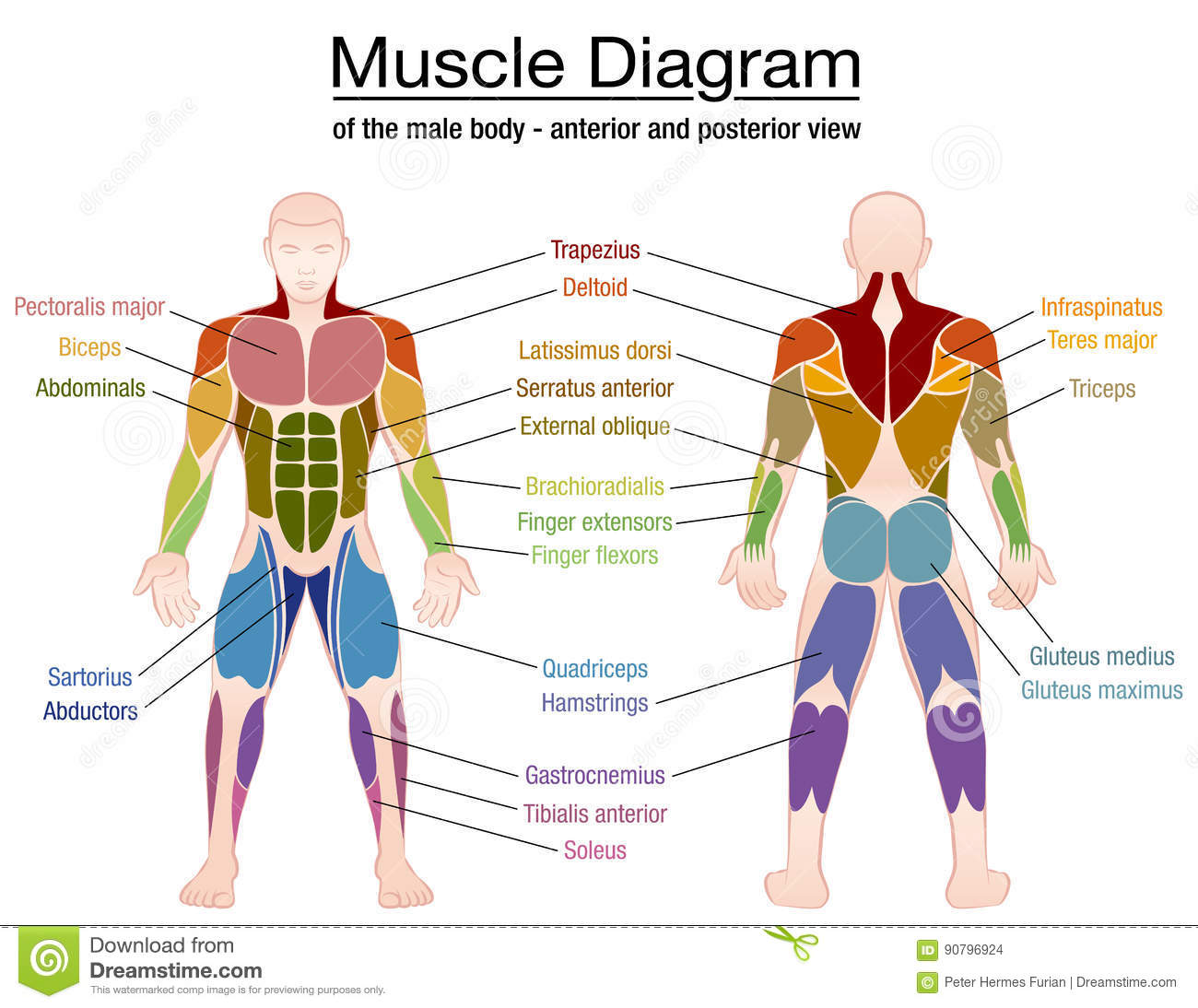 Fitness Muscle Map 
