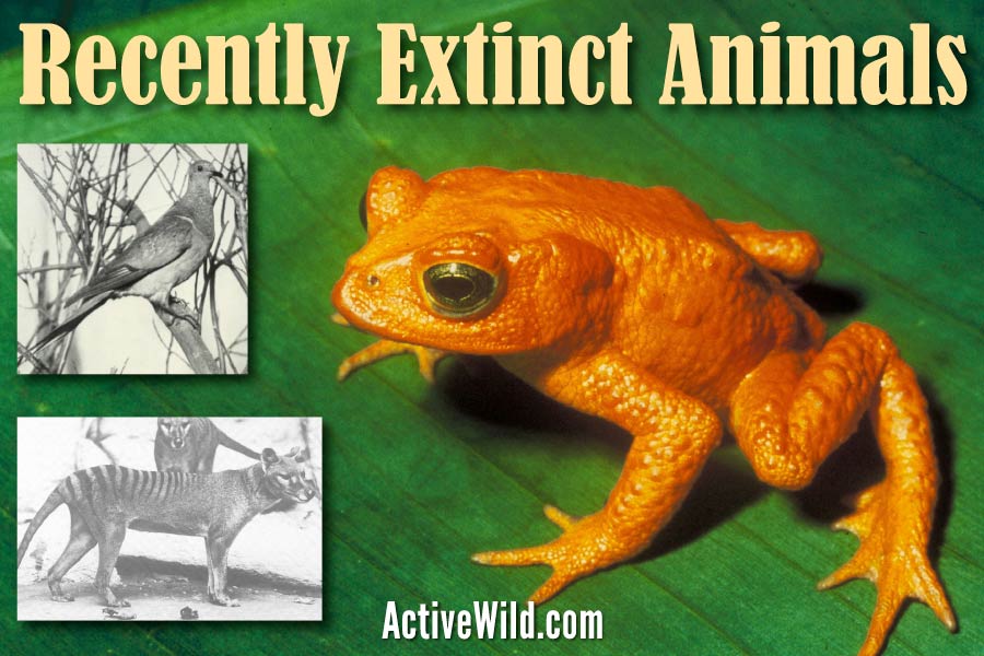Recently extinct animals: amazing species recently gone extinct
