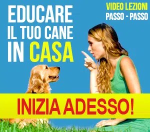 Come Addestrare Un Cane - Videoguide Di Addestramento Cani 264_x_300_png
