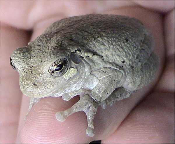 At this time of the season the chorus is dominated by gray treefrogs, . What S That Sound The Gray Tree Frog The Adirondack Almanack