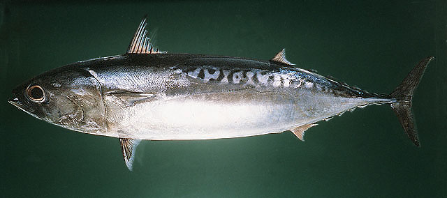 ORKINOS AILESI - SCOMBRIDAE