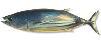 ORKINOS AILESI - SCOMBRIDAE