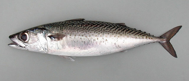 ORKINOS AILESI - SCOMBRIDAE