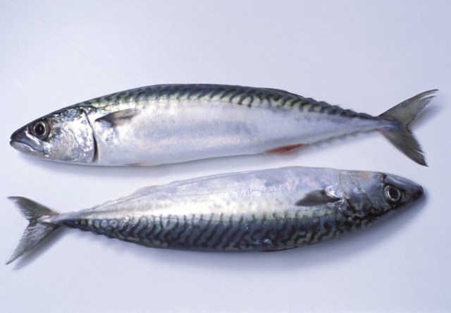 ORKINOS AILESI - SCOMBRIDAE