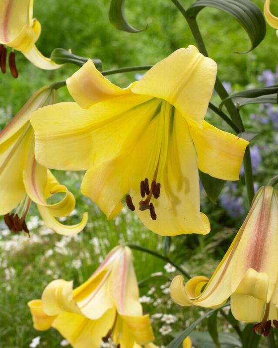 Learn how to plant, grow, and care for lily of the valley in your garden! Lilium Ot Hybrid Rising Moon Ships In Spring Lily From Adr Bulbs