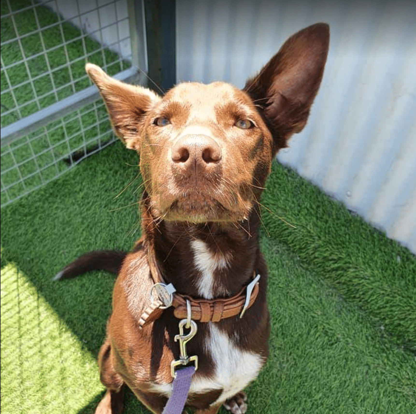 Doggy Day Care Advance Behavioural Training There is no finer feeling than the wind in your fur on your way to a dogs day out.