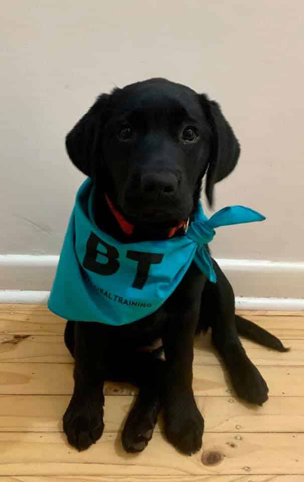 Home Advance Behavioural Training Paws N Pals Doggy Daycare is an extension of our prior doggy daycare boarding grooming and transport services that were originally located at Holiday Kennels Co Inc.