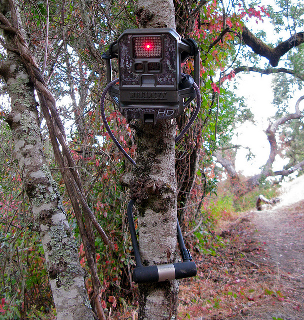 Last updated on sep 17 2021. The Best Times and Locations to Deploy Trail Cameras â