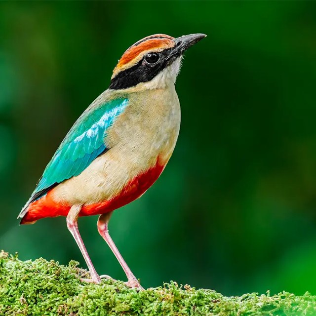 Fairy Pitta