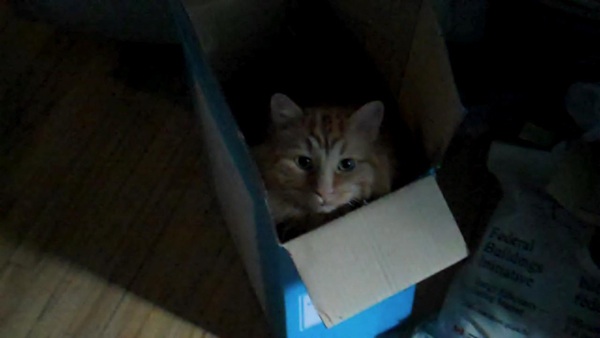 Moe in a box... a favourite cat hang out.
