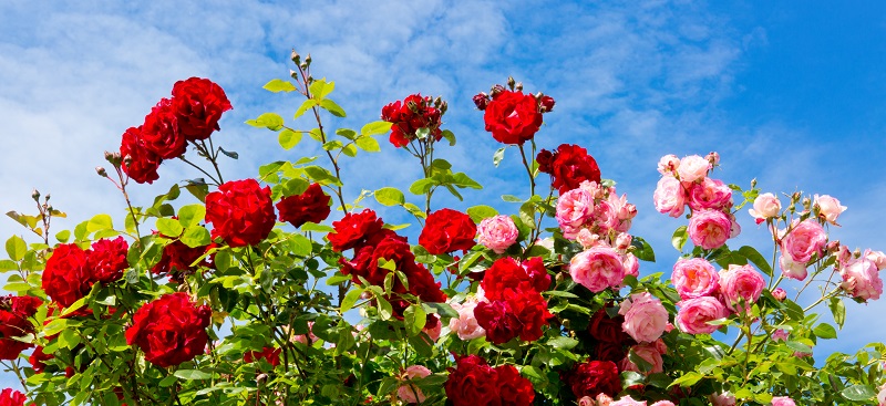 We apologize for the inconvenience. April Showers Bring May Flowers Flowers To Enjoy In Kansas City In May