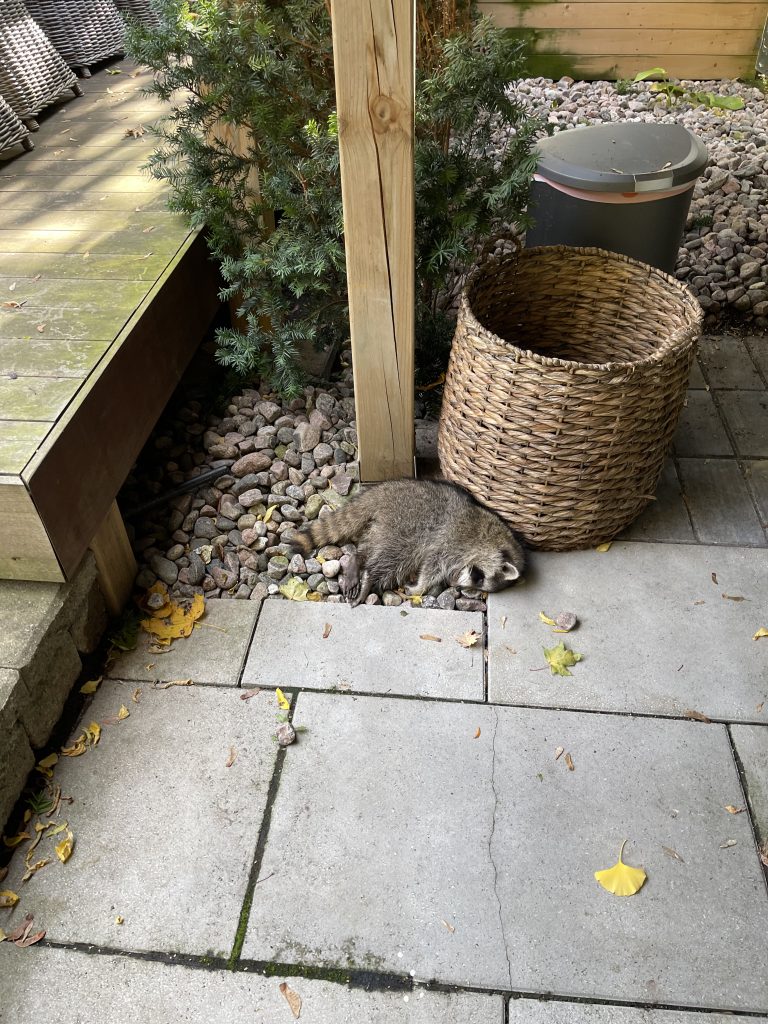 Removal of dead animals from private property. Dead raccoon removal near yonge st ontario