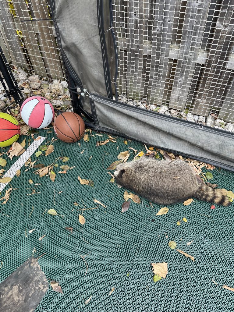 Removal of dead raccoons from private property, Dead raccoon removal near yonge st ontario