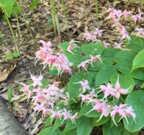 Epimedium 'Pretty in Pink'