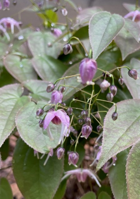 Epimedium 'lilafee'