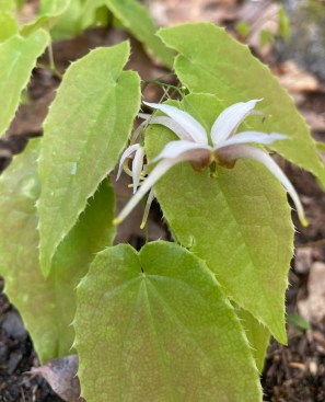 Epimedium 'Space Invaders'