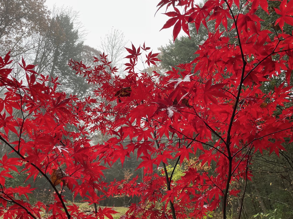 Japanese Maple 'Bloodgood'