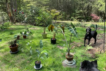 Dogs observing tropical plants