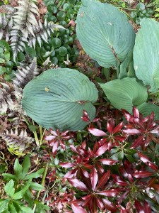 Colorful foliage