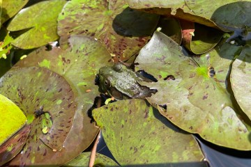 Green frog