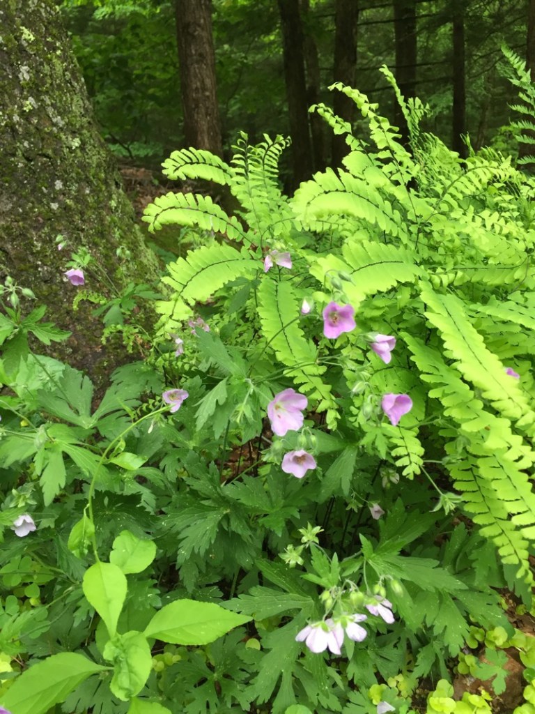 ferns and pink flowers