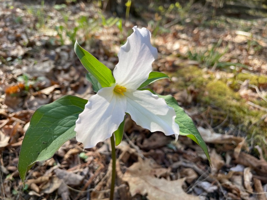 White trillium