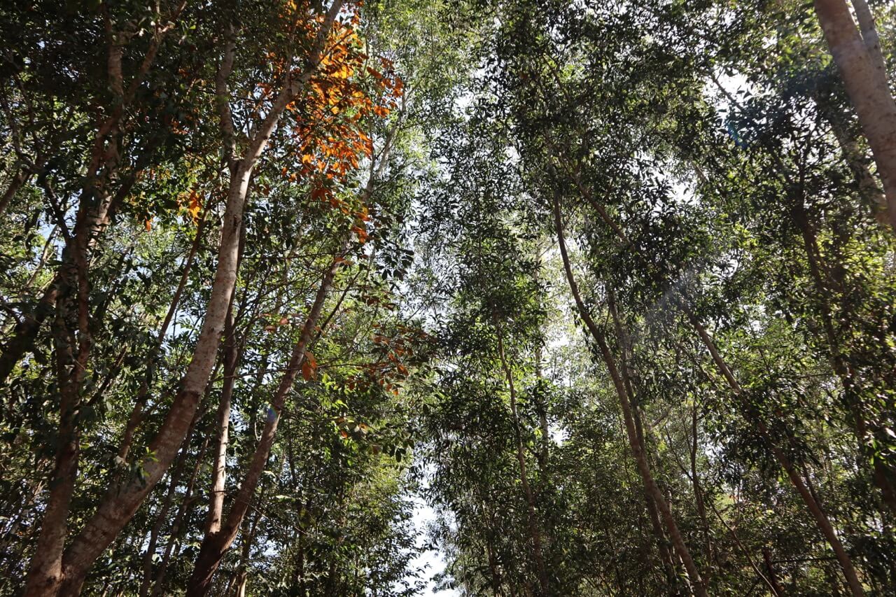 Why Certifications Are Vital for Sustainable Agarwood Products