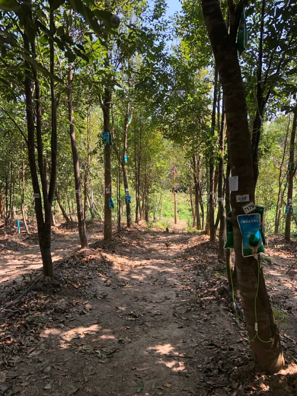 The Art of Agarwood Inoculation: Our Step-by-Step Process 