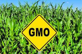No GMO