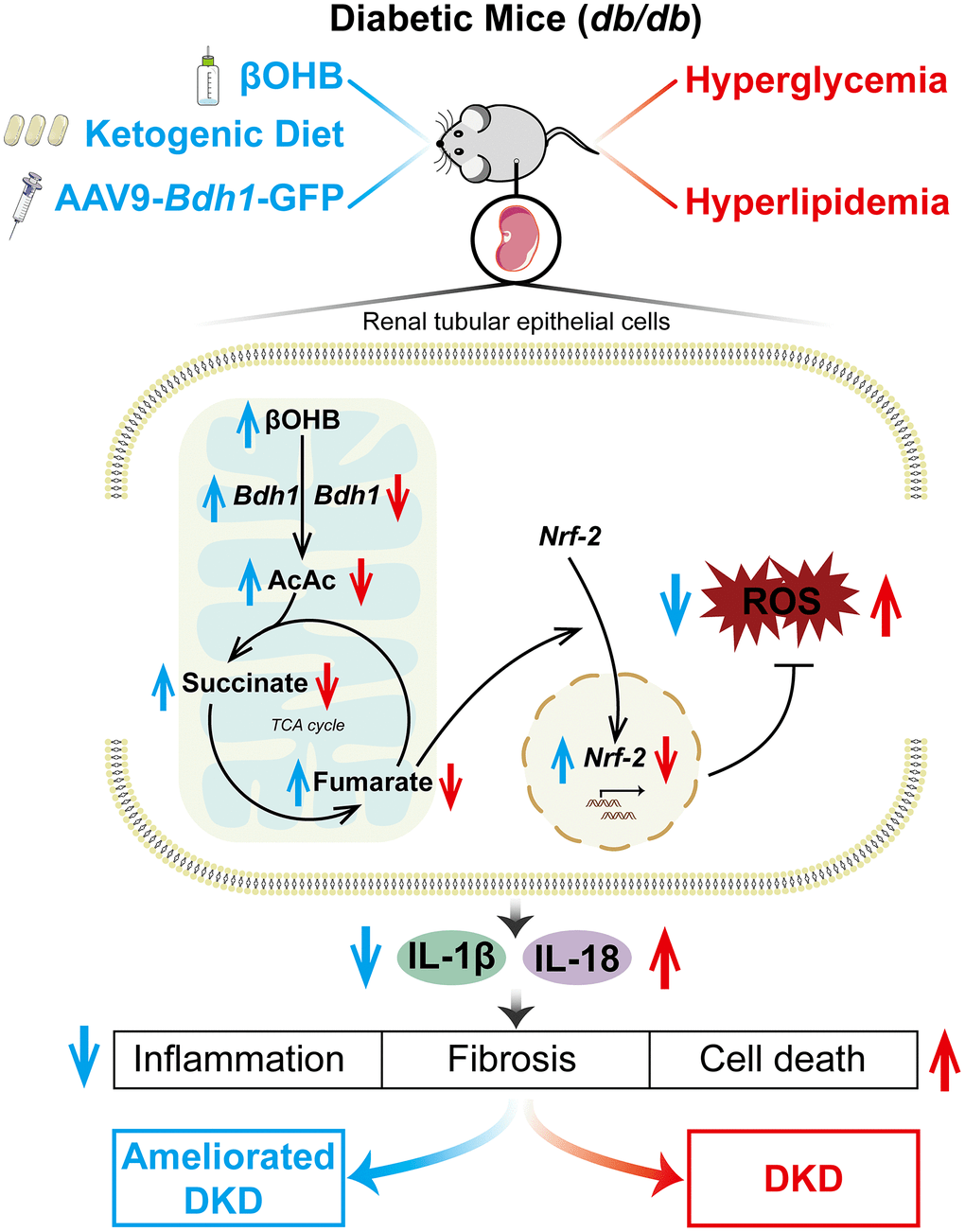 BDH1-mediated βOHB metabolism ameliorates diabetic kidney disease by activation of NRF2-mediated antioxidative pathway | Aging