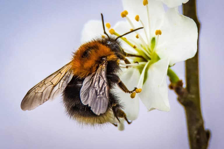 Bee Pollination Importance, Steps, and Guide Agri Farming