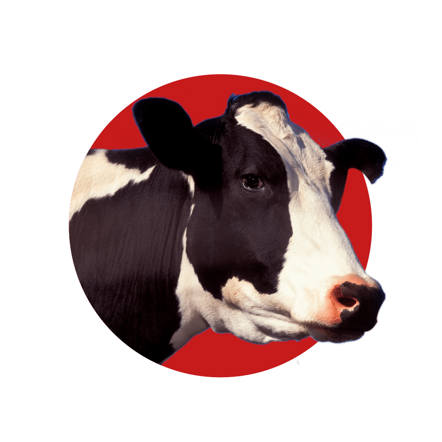 Italian Cheese Production, Packaging And Sale | Agriform 900_x_900_png