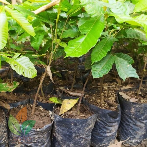 Jual Bibit Matoa Jumbo asal Biji | Agro Bibit ID