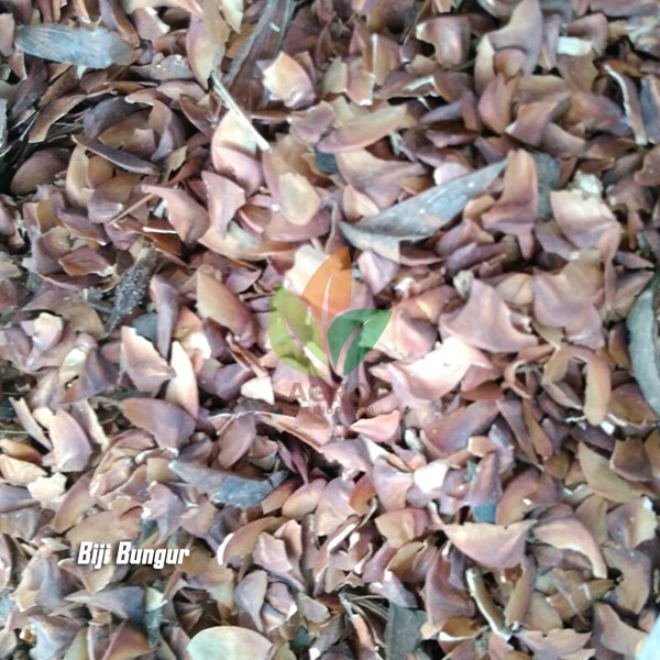 Anthurium gelombang cinta kecil dapat diperbanyak dengan cara semai biji dan secara vegetatif, yaitu stek. Jual Biji Bungur Siap Semai Agro Bibit Id