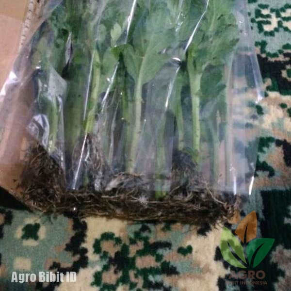 Jual Benih Bunga Krisan Aneka Warna | Agro Bibit ID