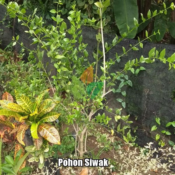 Jual Pohon Kayu Siwak 2 Meter | Agro Bibit ID